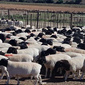 Fitrah Farms Qurbani