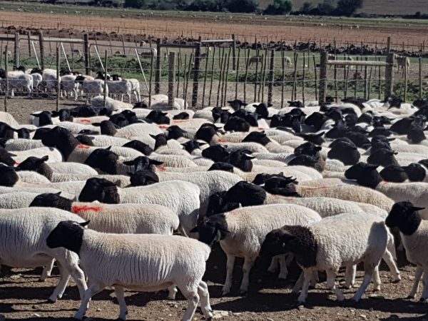 Fitrah Farms Qurbani